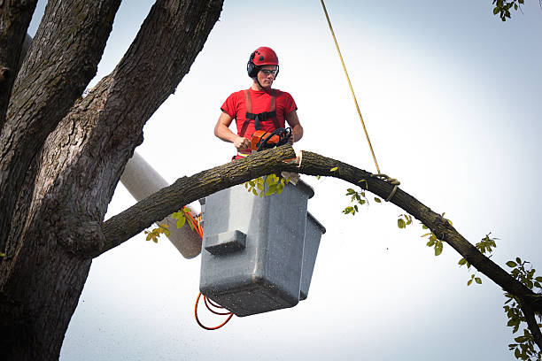 Best Tree Cabling and Bracing  in Emory, TX