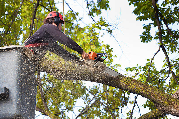 Best Hedge Trimming  in Emory, TX